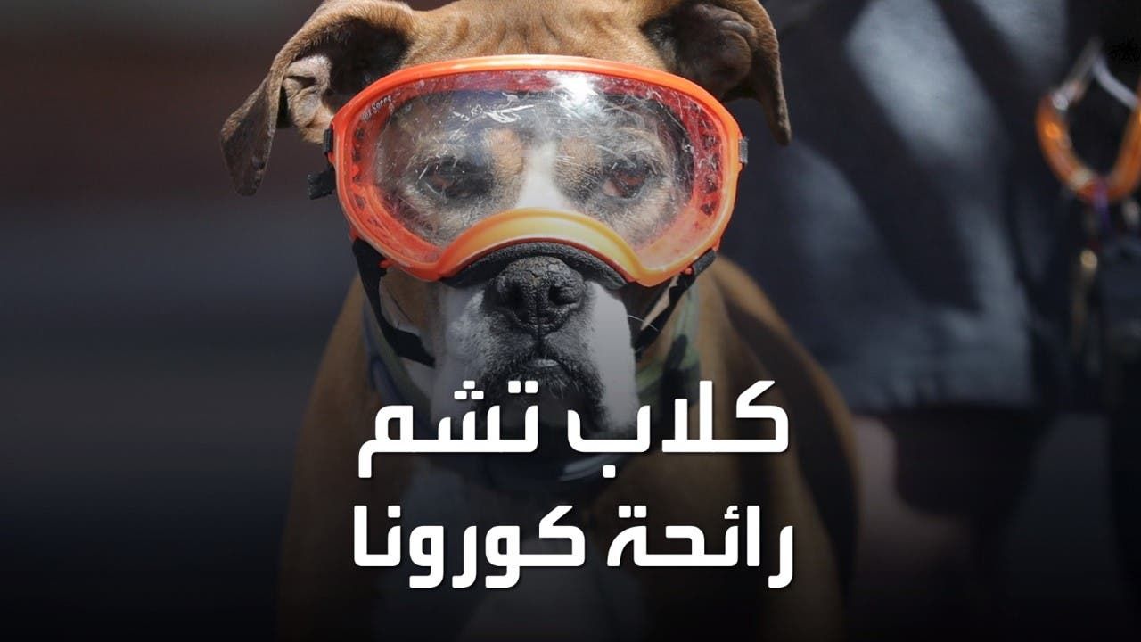 كلاب بوليسية بريطانية تتدرب على مطاردة كورونا